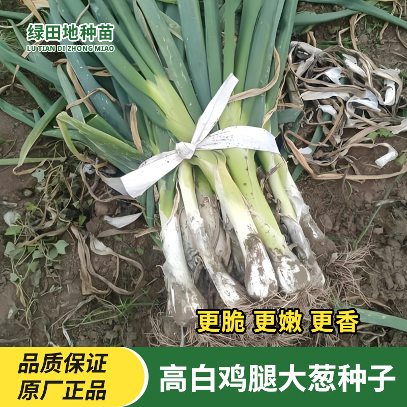 高白鸡腿大葱种子大头葱香葱种籽