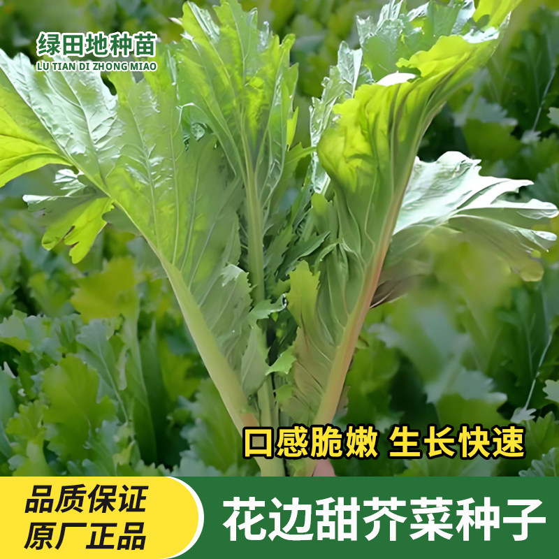 花边甜芥菜种子农家甜芥菜