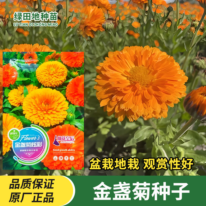 金盏菊种子金盏花种籽四季长青花长生菊花籽观赏盆栽庭院花卉种子