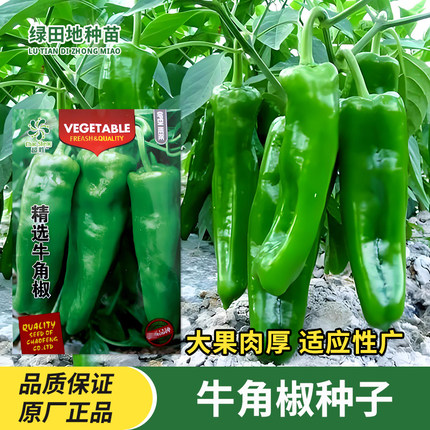超胜牛角椒种子大果肉厚辣椒种子农田菜园家庭盆栽春秋季蔬菜种子