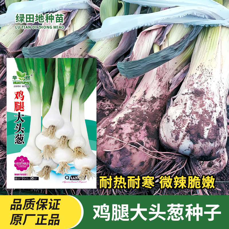 鸡腿大头葱种子蔬菜种子