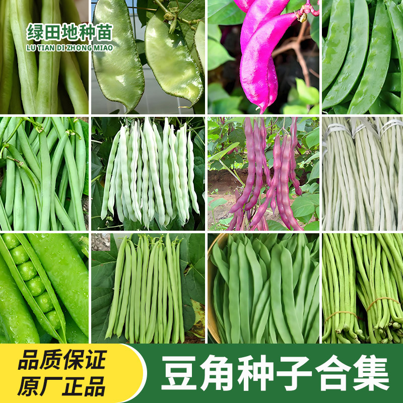 豆角种子大全豆角合集