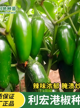 樟树港椒野山椒种子子弹头辣椒种子泡椒绿色圆泡椒墨西哥辣椒肉厚