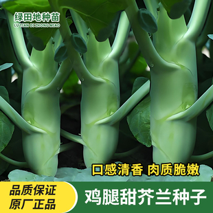 大笋鸡腿甜芥兰种子芥蓝露天广东农家蔬菜种孑粗条芥兰南方小青菜