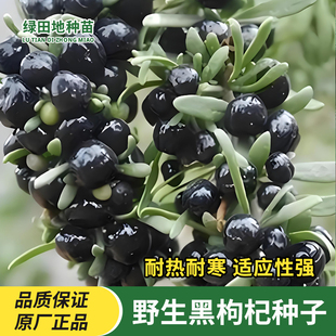 黑枸杞种子黑苟起子狗奶子野生特菜庭院阳台盆栽食用观赏野果种子