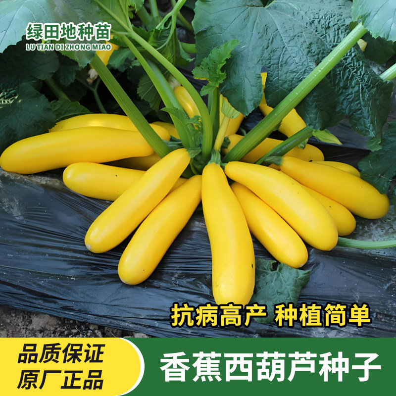香蕉西葫芦种子黄色金皮香蕉瓜种子高产生吃阳台盆栽四季蔬菜种子