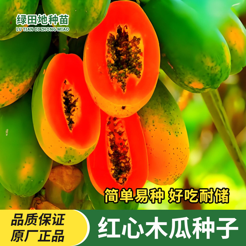 冰糖红心木瓜种子牛奶木瓜种籽高产水果种子红妃矮珠奶油木瓜种籽