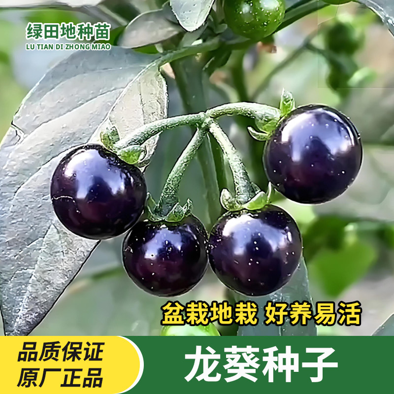 龙葵种子阳台盆栽地栽