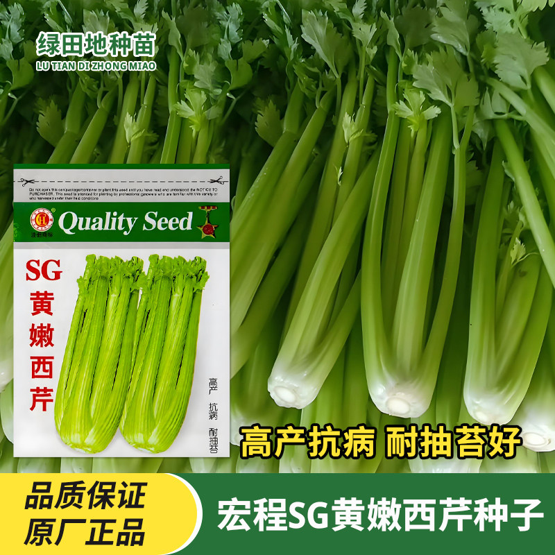 宏程SG黄嫩西芹种子蔬菜种子籽