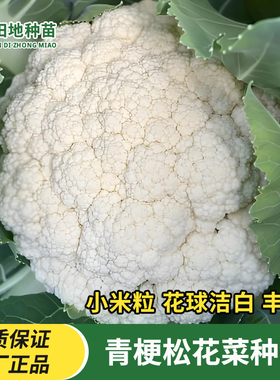 青梗松花菜种子散花青梗白色花椰菜高产耐寒耐湿易种花菜蔬菜种子