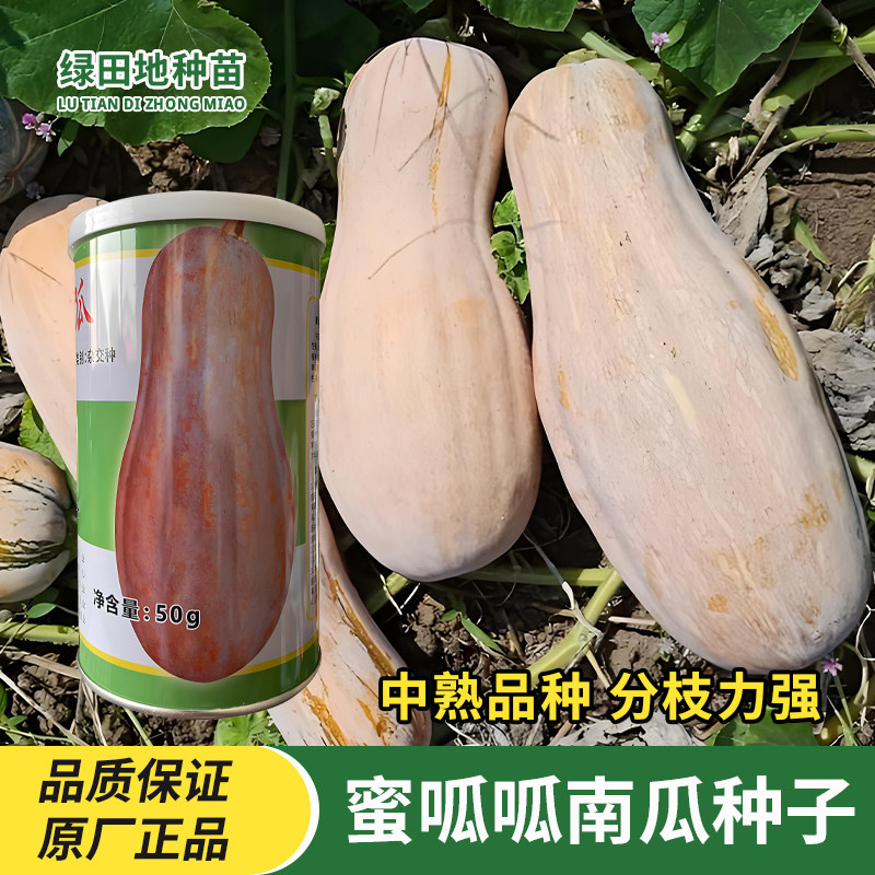 荃银蜜呱呱南瓜种子蜜本南瓜