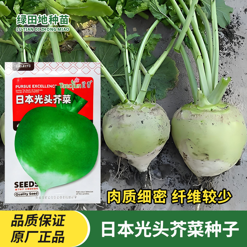 日本光头芥菜种子疙瘩菜种子大头芥菜腌咸菜辣菜春秋播蔬菜种子籽