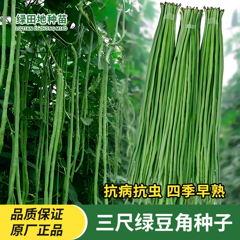 三尺绿豆角种子长绿豇豆种子