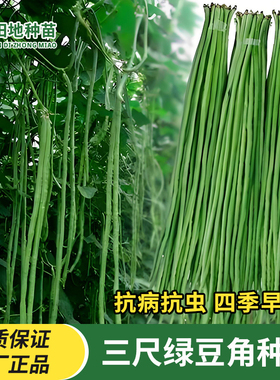 三尺绿豆角种子长绿豇豆种子蔬菜种子绿条豇豆翠绿色田园庭院种植