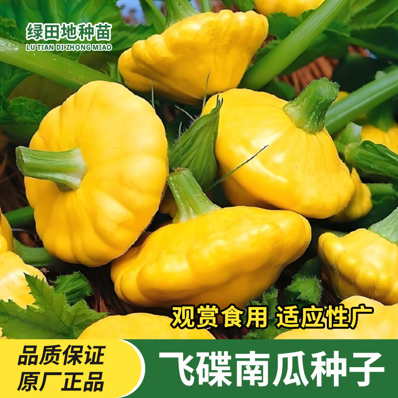 飞碟南瓜种子观赏食用