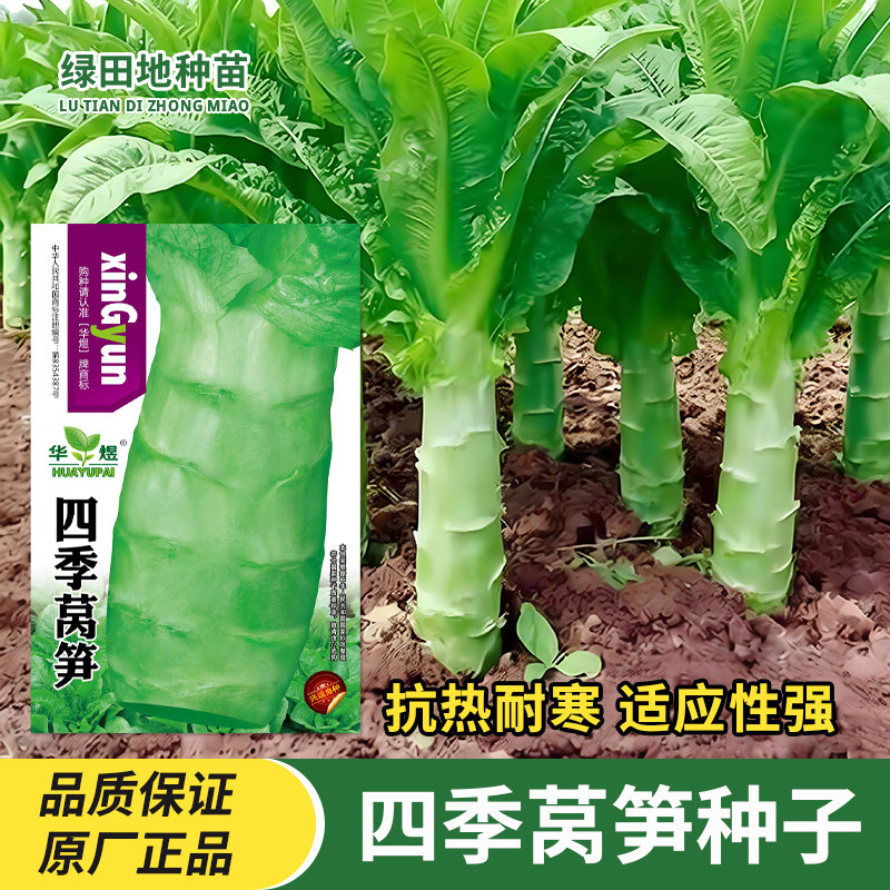 四季莴笋种子蔬菜种子