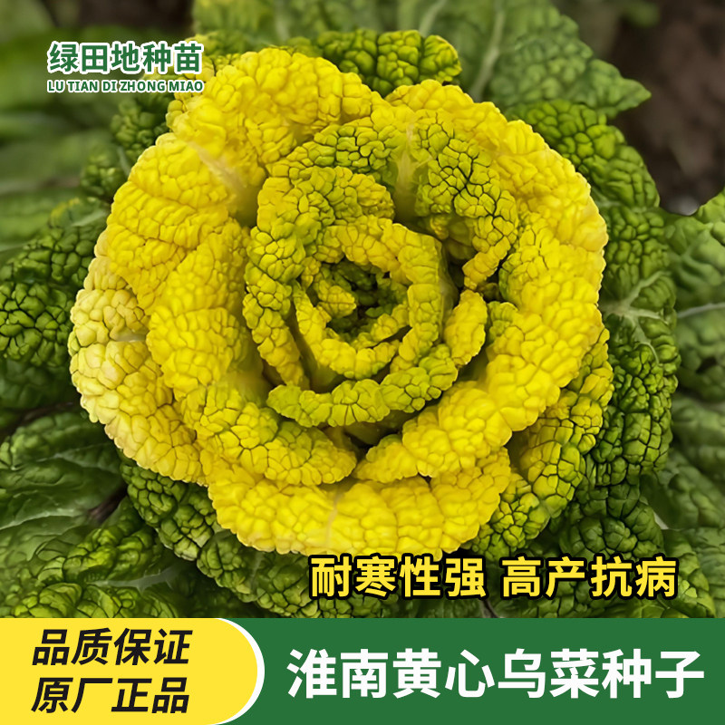淮南黄心乌塌菜种子秋冬季耐寒