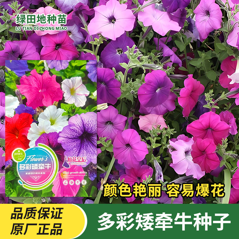 多彩矮牵牛种子混色庭院阳台垂吊矮牵牛花种子爬藤喇叭花卉种子籽