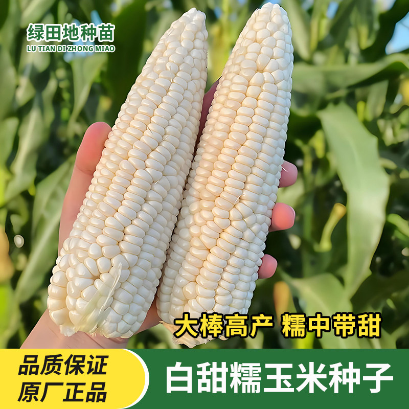 白甜糯玉米种子大全矮杆大棒孑玉米苞谷种籽原装种子大全高产抗病,鲜花速递/花卉仿真/绿植园艺,家庭园艺种子,淘宝优惠券,粉丝福利购,淘宝优惠卷