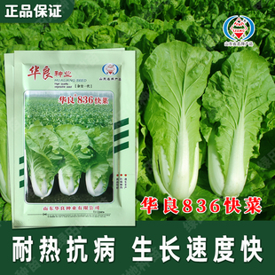 正品华良836快菜种子奶油白菜耐热抗病秋季秋播优质阳台庭院蔬菜