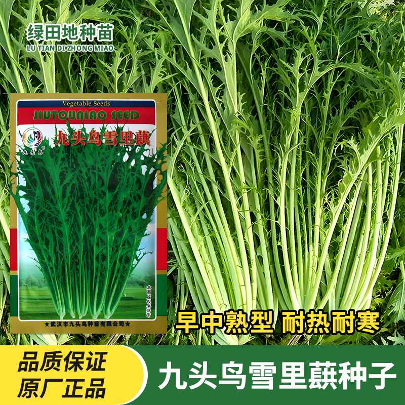 九头鸟雪里蕻种子蔬菜种子