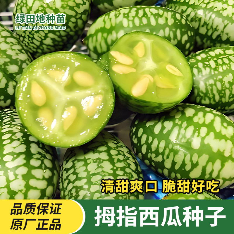 拇指西瓜种子迷你小西瓜