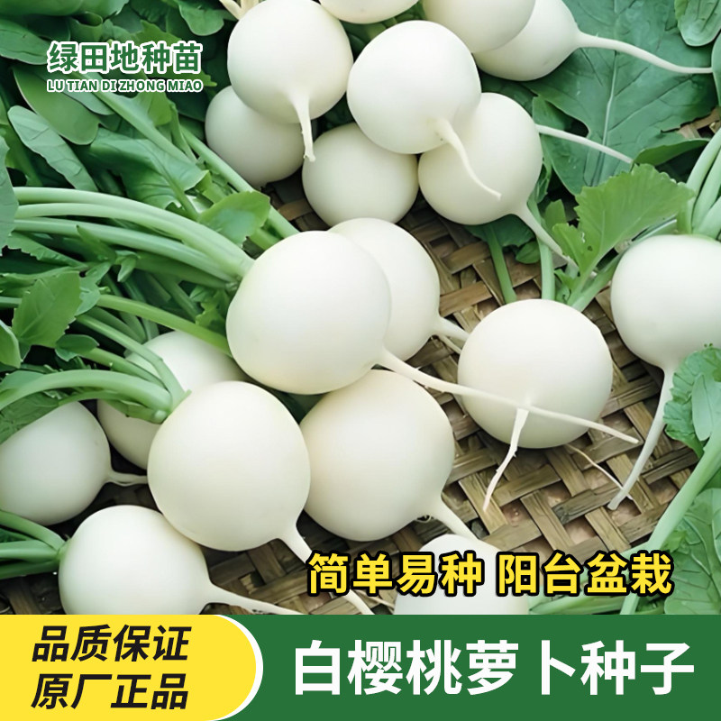 白樱桃小萝卜种子水果萝卜种子
