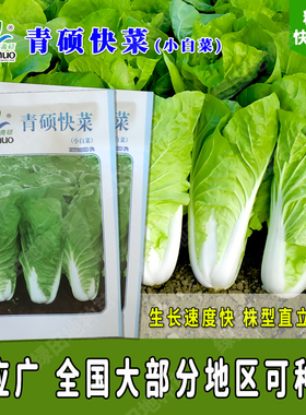 优质青硕快菜种子小白菜耐热耐高温四季春季夏季秋季秋播绿色阳台