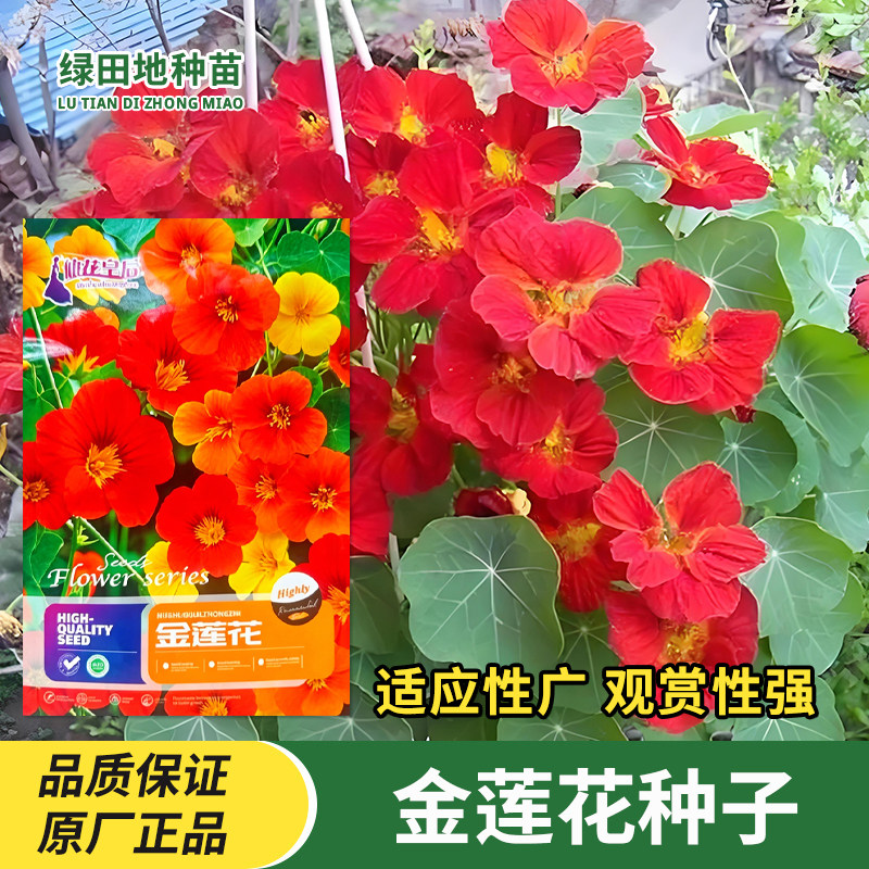 金莲花种子旱荷花旱金莲爬藤植物花子室外庭院绿化鲜花草花卉种子