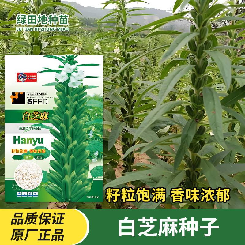韩育白芝麻种子高产高油