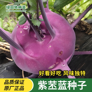 紫苤蓝种子紫色水果丕兰种籽甜脆全国四季青丕蓝庭院盆栽蔬菜种子