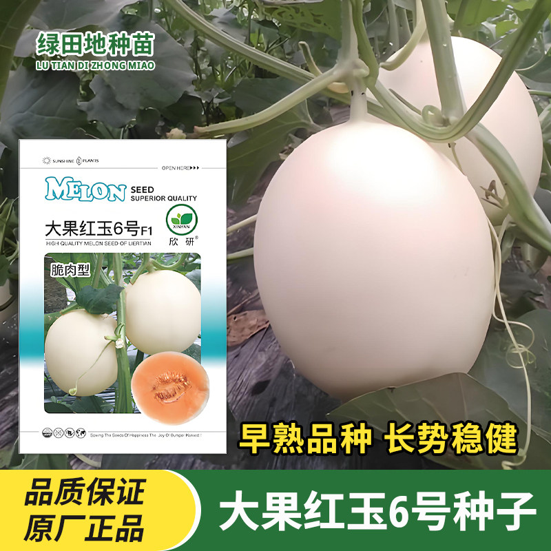 大果红玉6号甜瓜种子水果种子