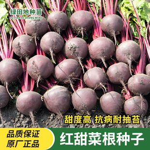 红甜菜根种子紫菜头春秋播种甜菜种子农家老品种含糖量高蔬菜种子
