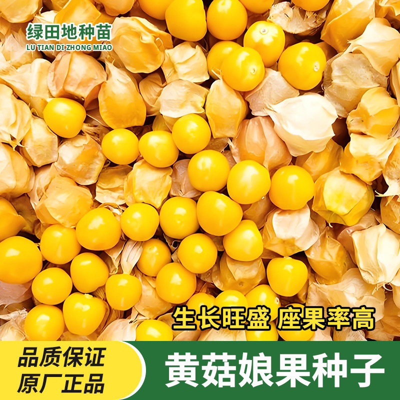 黄菇娘种子东北奶香黄色姑娘果种籽灯笼果四季春秋季野果水果种子