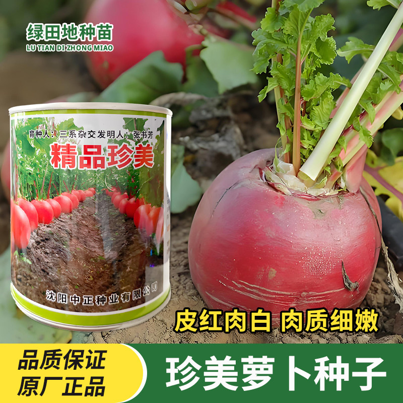 中正珍美萝卜种子红萝卜