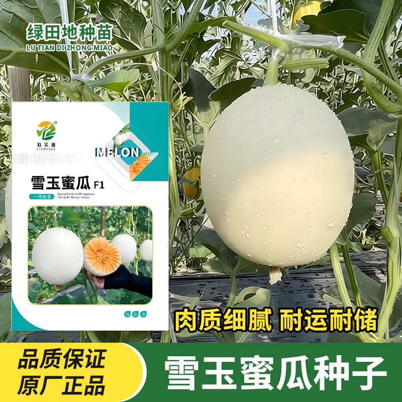 雪玉蜜瓜种子水果种子