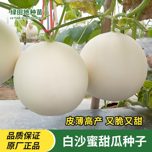白沙蜜甜瓜种子水果种子