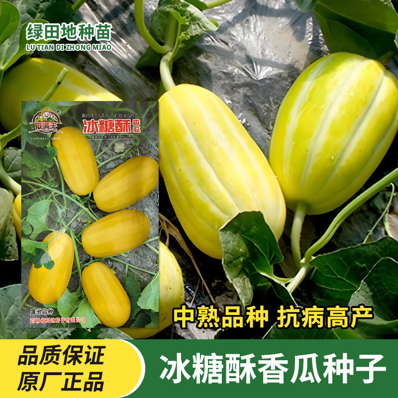 瓜满天冰糖酥香瓜种子