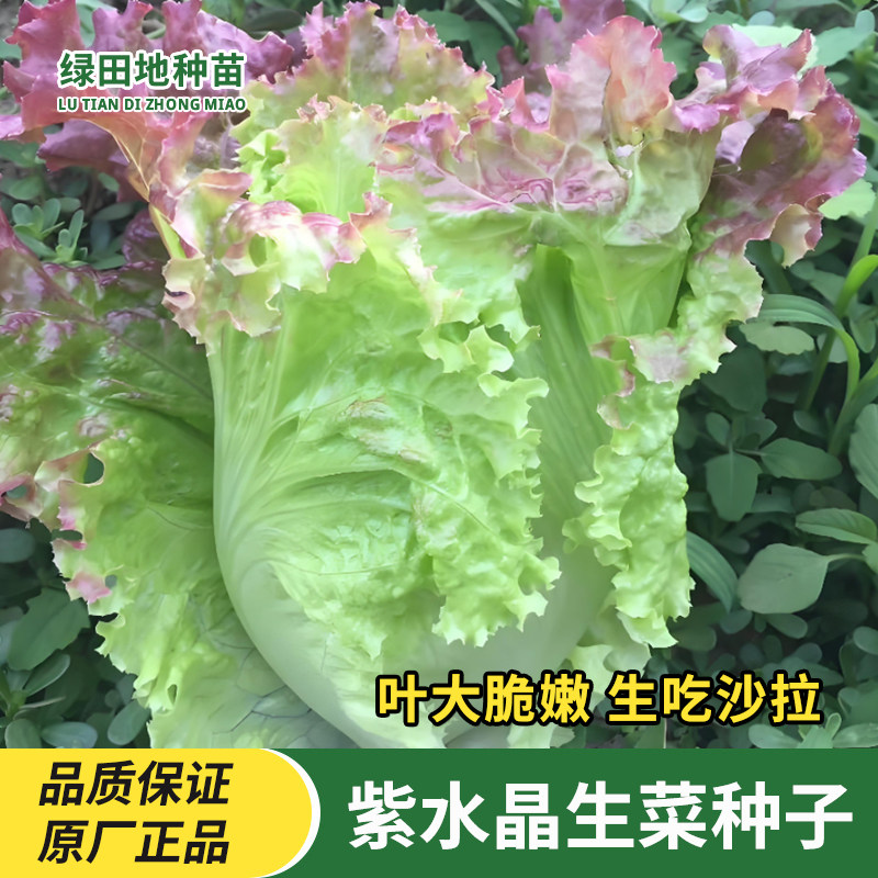 紫水晶生菜种子沙拉菜种子