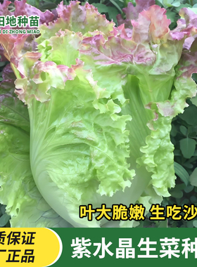 紫水晶生菜种子罗马紫翠紫色意大利生菜紫边生菜紫罗盛帝沙拉菜种