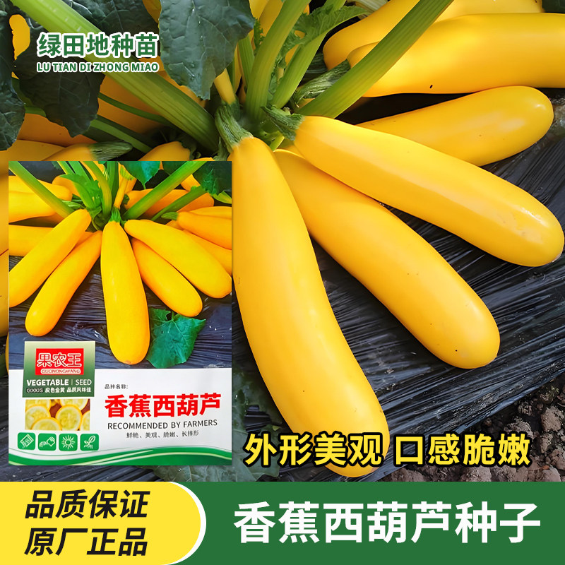香蕉西葫芦种子长棒黄皮菜瓜种籽春秋季农家田园小院四季蔬菜种子