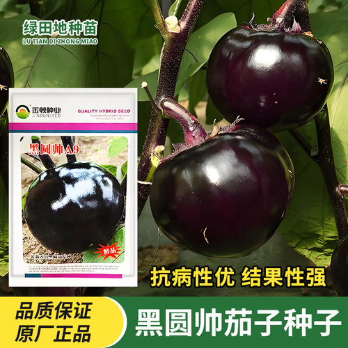 黑圆帅茄子种子蔬菜种子