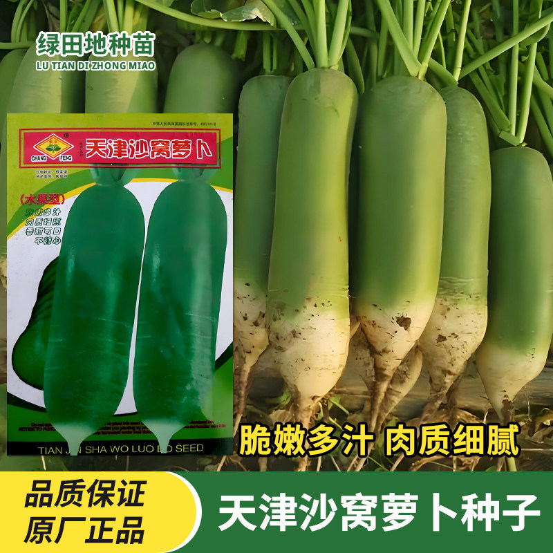 天津沙窝萝卜种子蔬菜种籽