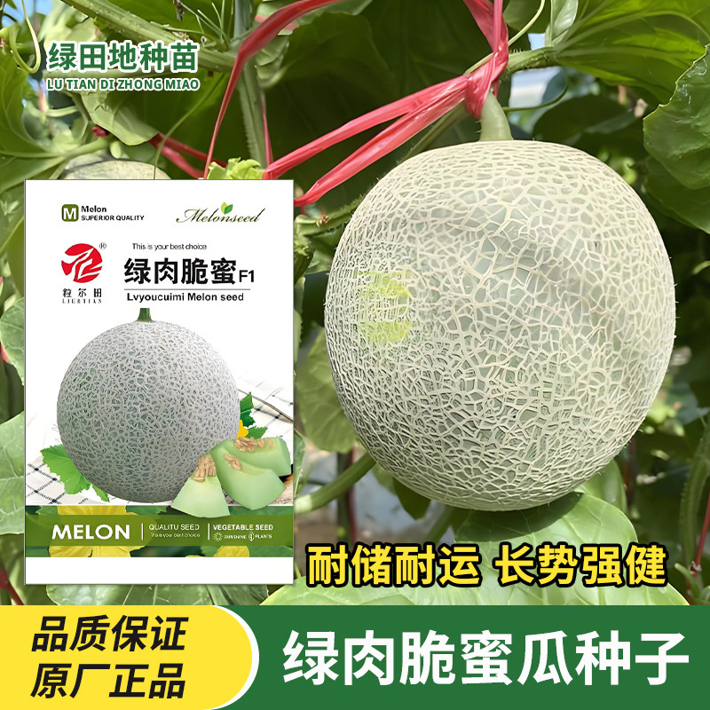 绿肉脆蜜瓜种子网纹哈密瓜