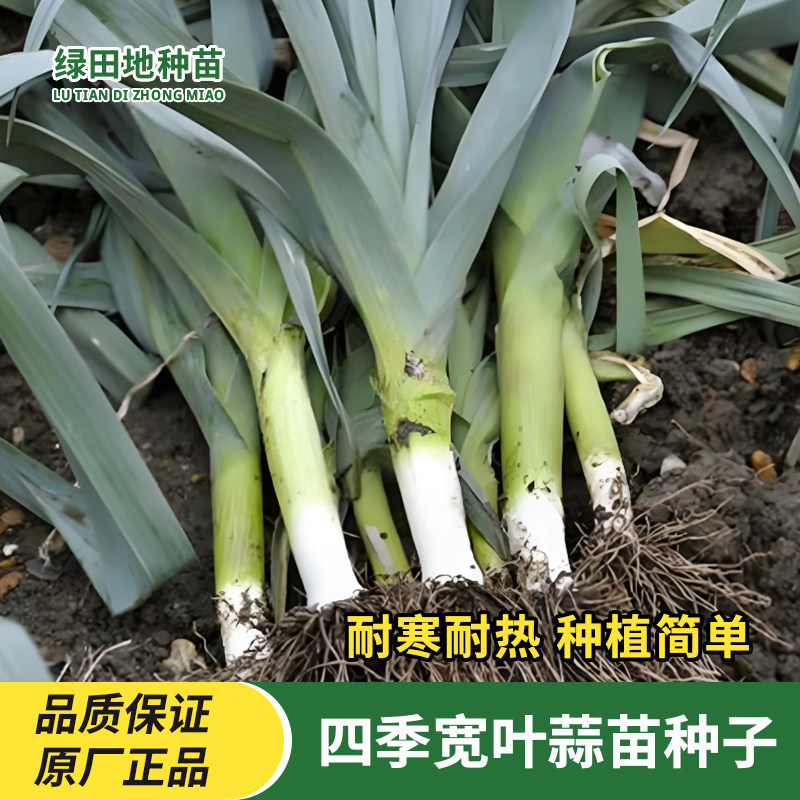 四季宽叶蒜苗种子耐寒耐热