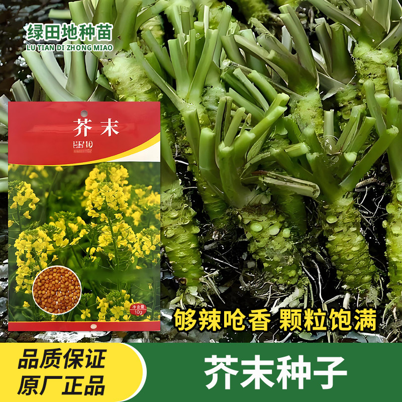 芥末种子山葵种籽孑辣根四季芥茉盆栽蔬菜春季秋季香辣味蔬菜种子
