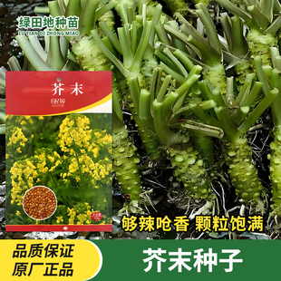 芥末种子山葵种籽孑辣根四季芥茉盆栽蔬菜春季秋季香辣味蔬菜种子