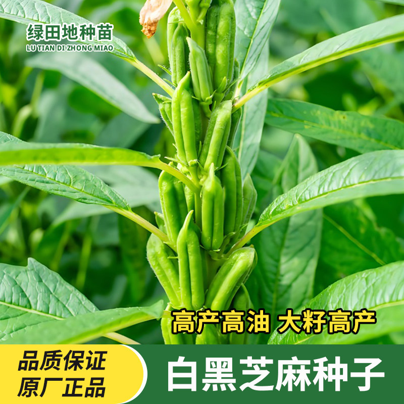 黑芝麻种子早中熟优质庭院种植含油高黑发滋养大田用种黑胡麻种籽