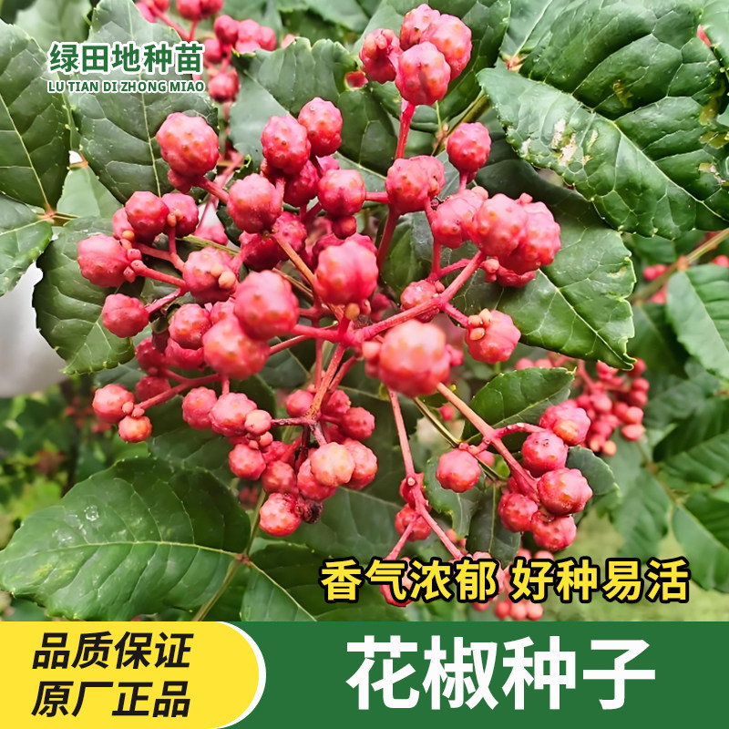 花椒种子麻椒种籽南方北方种植