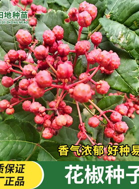 花椒种子麻椒种籽南方北方种植